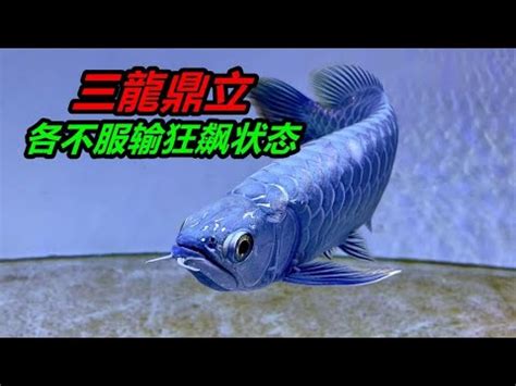 魚打架|龍魚打架什麼原因，怎麼辦